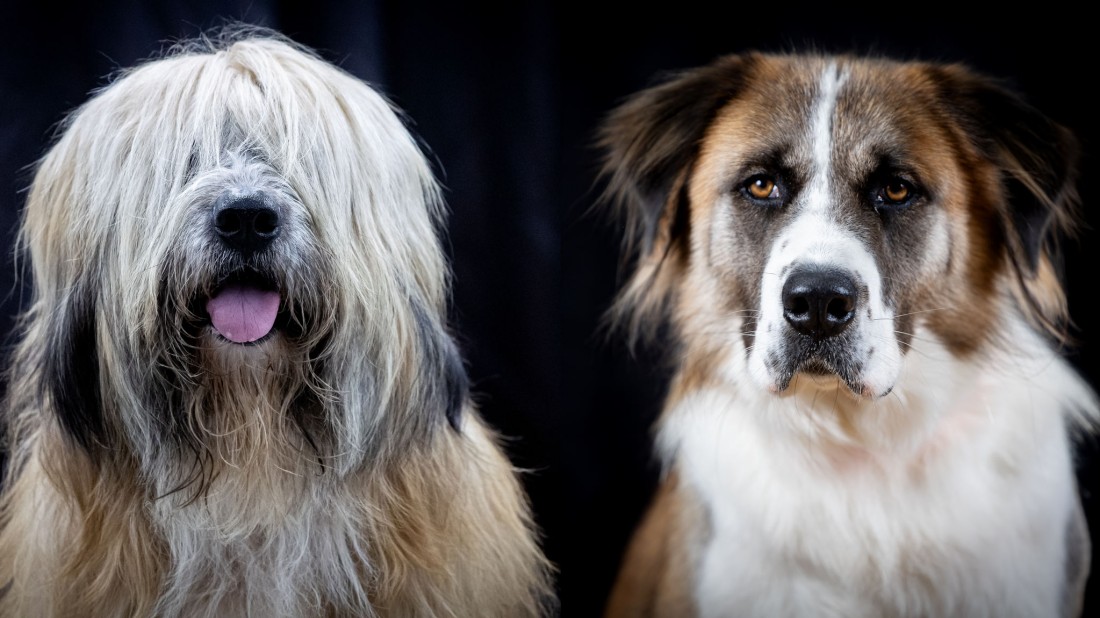 5877b9b09a3c4e205bdbf8301a088732_1699600